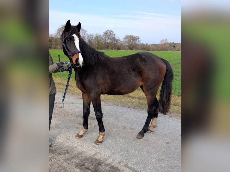 Poney de selle allemand Étalon 2 Ans 146 cm Bai in Burgwedel