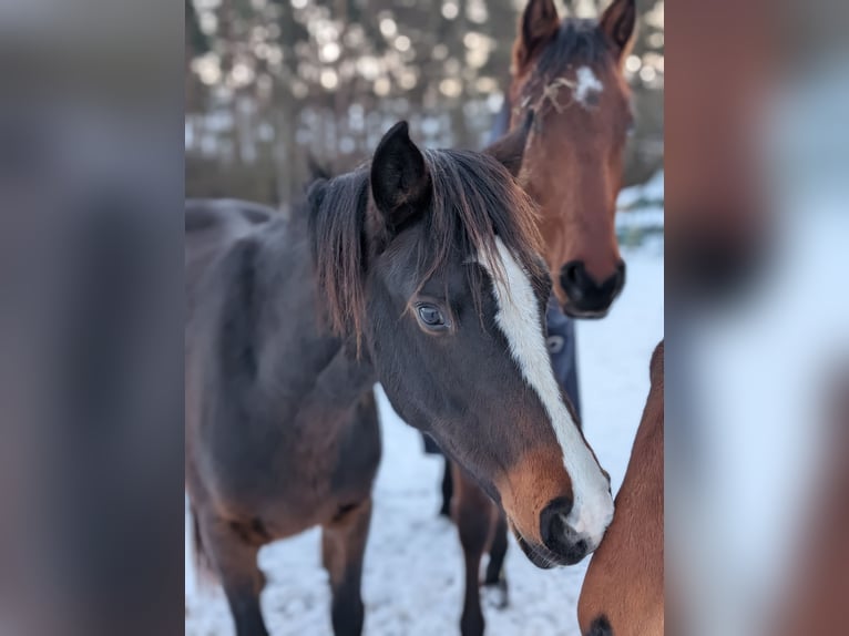 Poney de selle allemand Étalon 2 Ans 146 cm Bai in Burgwedel