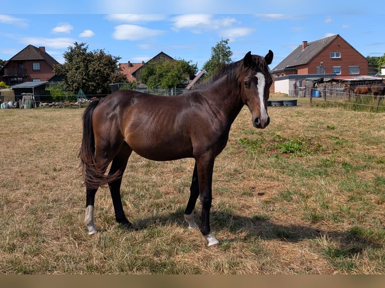 Poney de selle allemand Étalon 2 Ans 146 cm Bai in Burgwedel