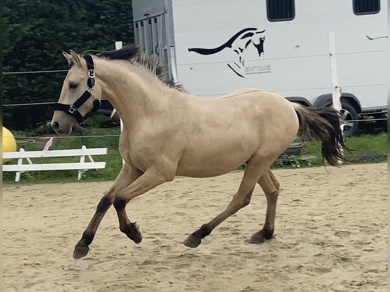 Poney de selle allemand Étalon 2 Ans 146 cm Isabelle in Nottuln