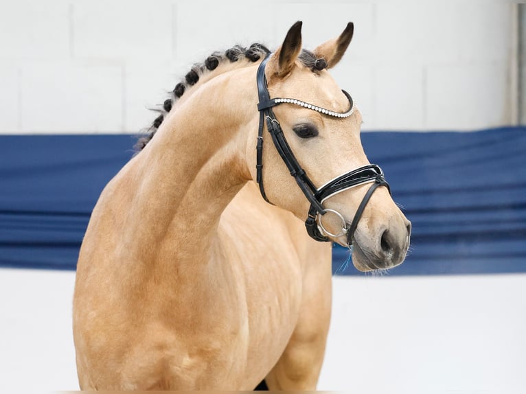 Poney de selle allemand Étalon 2 Ans 146 cm Isabelle in Marsberg