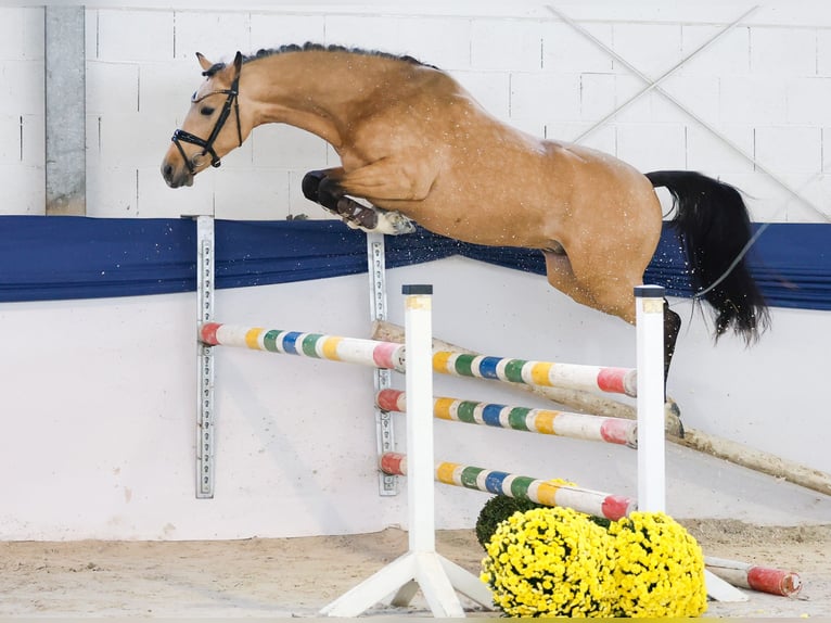Poney de selle allemand Étalon 2 Ans 146 cm Isabelle in Marsberg