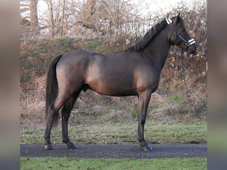 Poney de selle allemand Étalon 2 Ans 146 cm Noir in Verl