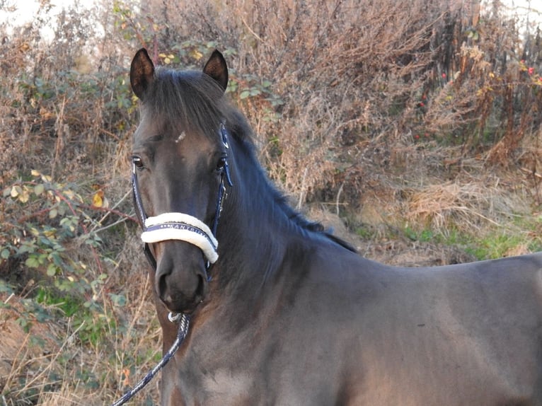 Poney de selle allemand Étalon 2 Ans 146 cm Noir in Verl