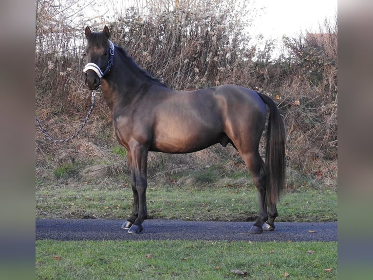 Poney de selle allemand Étalon 2 Ans 146 cm Noir in Verl