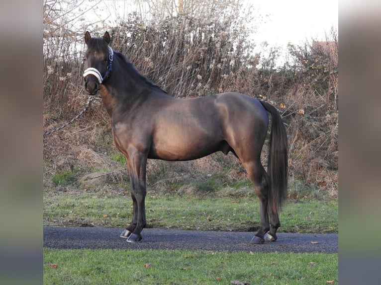 Poney de selle allemand Étalon 2 Ans 146 cm Noir in Verl