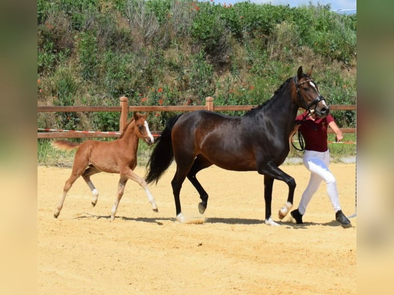 Poney de selle allemand Étalon 2 Ans 147 cm Alezan in Wegeleben