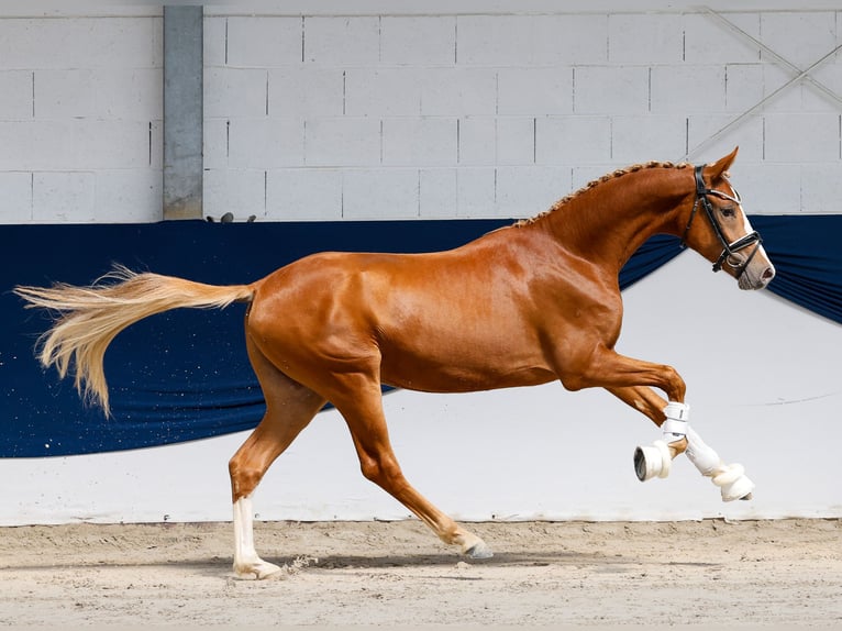 Poney de selle allemand Étalon 2 Ans 147 cm Alezan in Marsberg