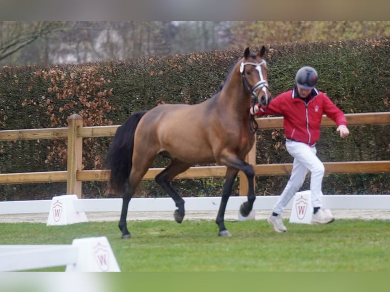 Poney de selle allemand Étalon 2 Ans 147 cm Bai in Paderborn