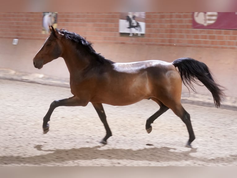 Poney de selle allemand Étalon 2 Ans 147 cm Bai in Paderborn