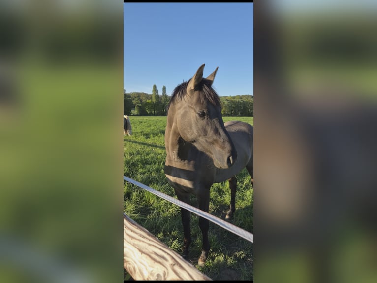 Poney de selle allemand Étalon 2 Ans 147 cm Grullo in Weilerswist