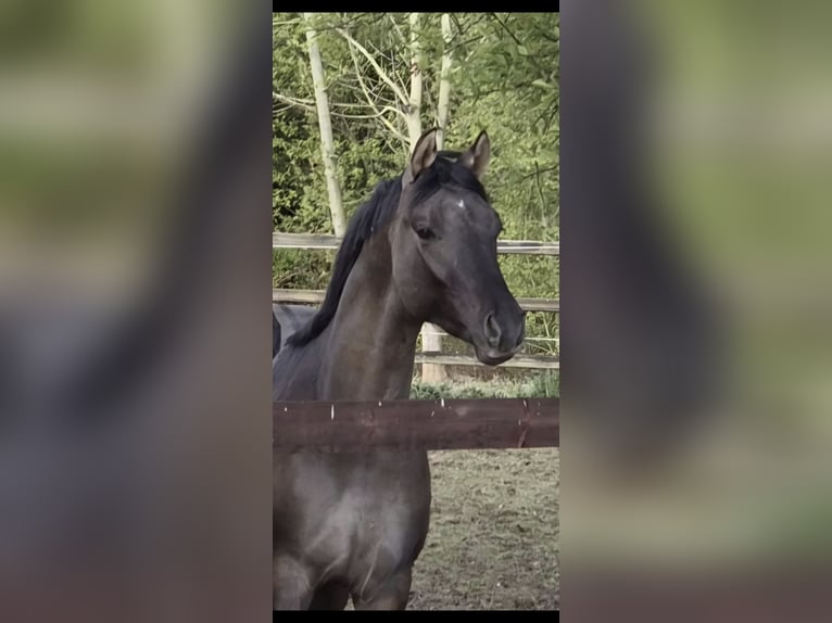Poney de selle allemand Étalon 2 Ans 147 cm Grullo in Weilerswist