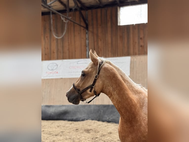 Poney de selle allemand Étalon 2 Ans 147 cm Palomino in Wegeleben