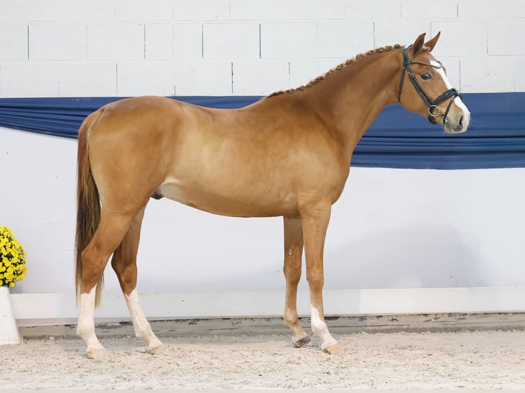 Poney de selle allemand Étalon 2 Ans 147 cm Palomino in Marsberg