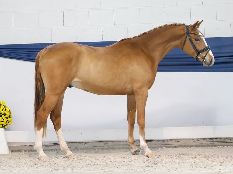 Poney de selle allemand Étalon 2 Ans 147 cm Palomino in Marsberg