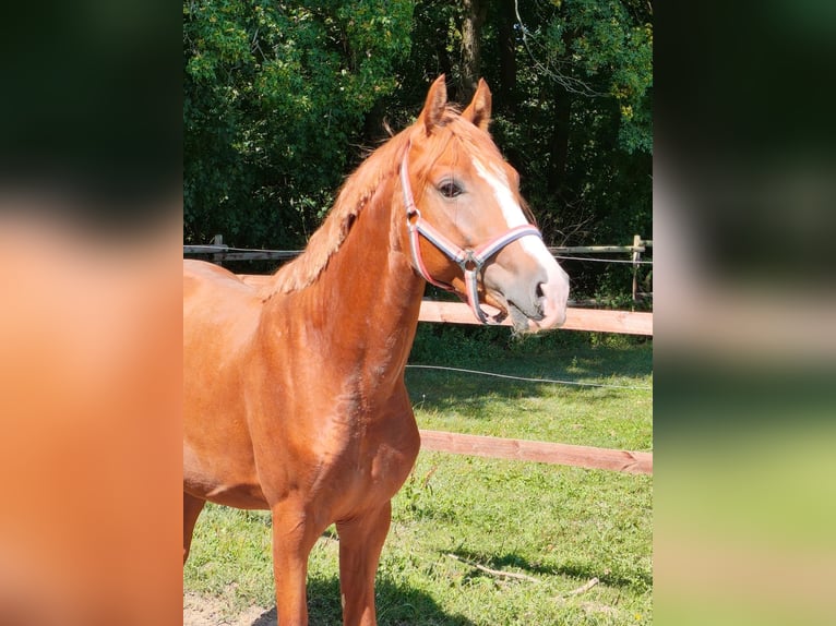 Poney de selle allemand Étalon 2 Ans 148 cm Alezan in Vienenburg