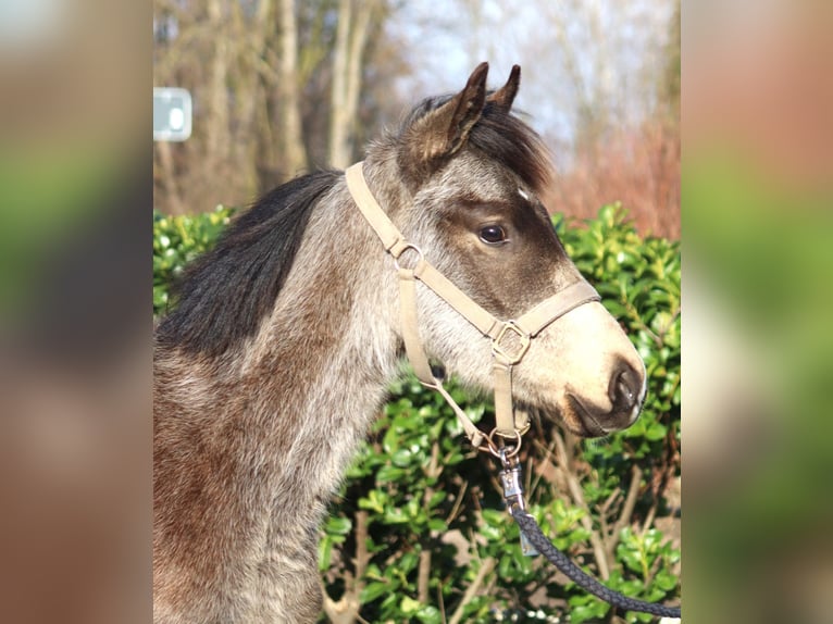 Poney de selle allemand Étalon 2 Ans 148 cm Buckskin in Selsingen