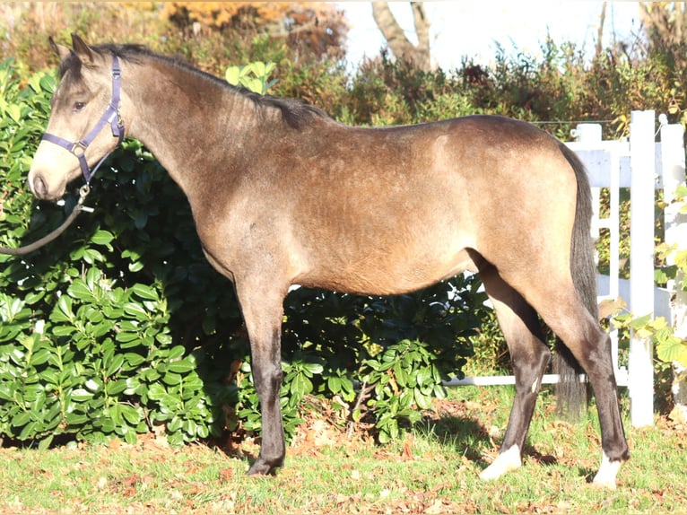 Poney de selle allemand Étalon 2 Ans 148 cm Buckskin in Selsingen