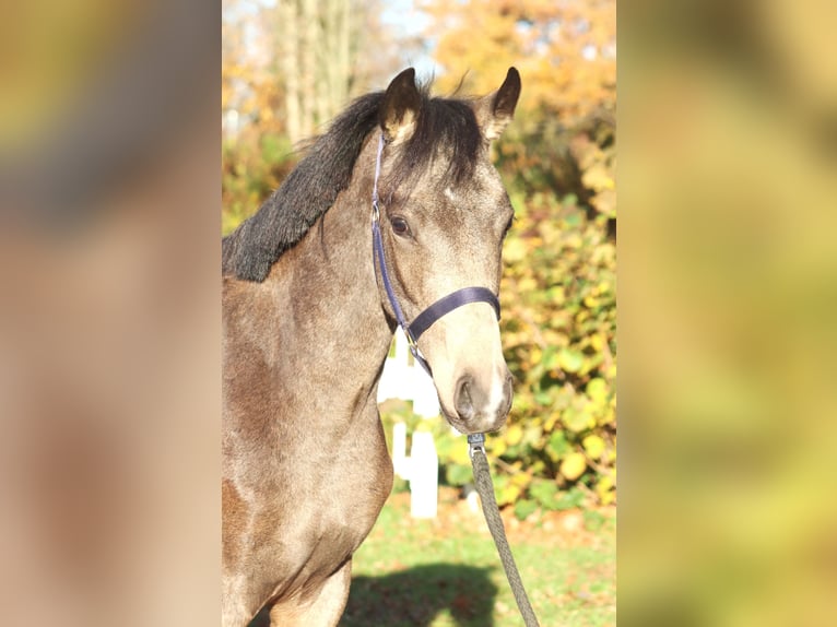 Poney de selle allemand Étalon 2 Ans 148 cm Buckskin in Selsingen