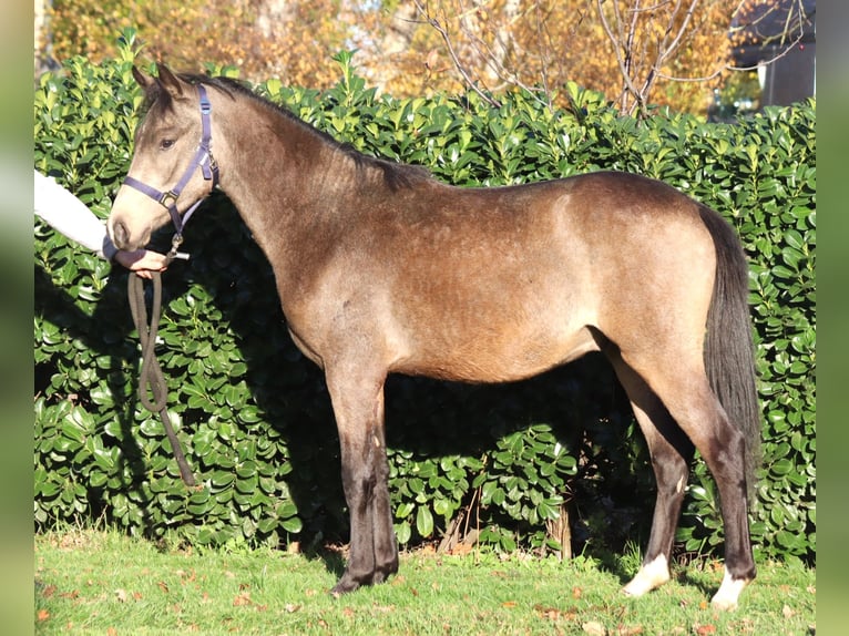 Poney de selle allemand Étalon 2 Ans 148 cm Buckskin in Selsingen