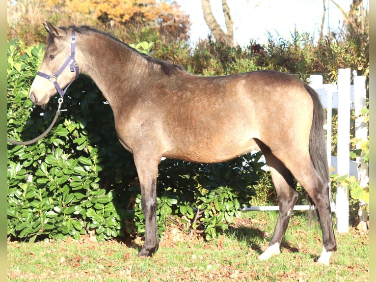 Poney de selle allemand Étalon 2 Ans 148 cm Buckskin in Selsingen