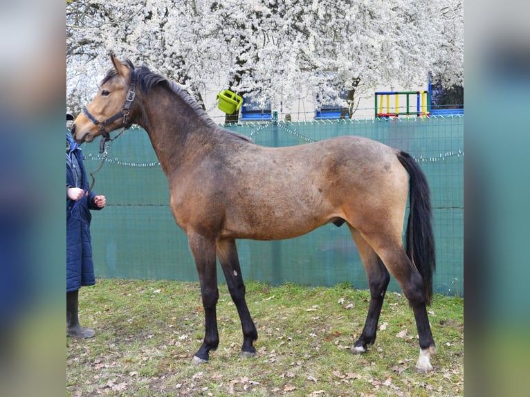 Poney de selle allemand Étalon 2 Ans 148 cm Buckskin in TrebbusBuchhain