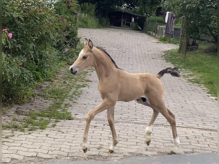 Poney de selle allemand Étalon 2 Ans 148 cm Buckskin in Achim