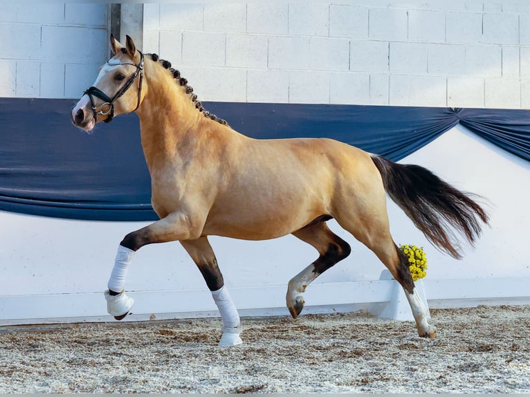 Poney de selle allemand Étalon 2 Ans 148 cm Isabelle in Marsberg