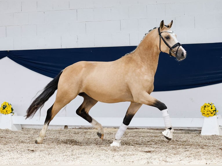 Poney de selle allemand Étalon 2 Ans 148 cm Isabelle in Marsberg