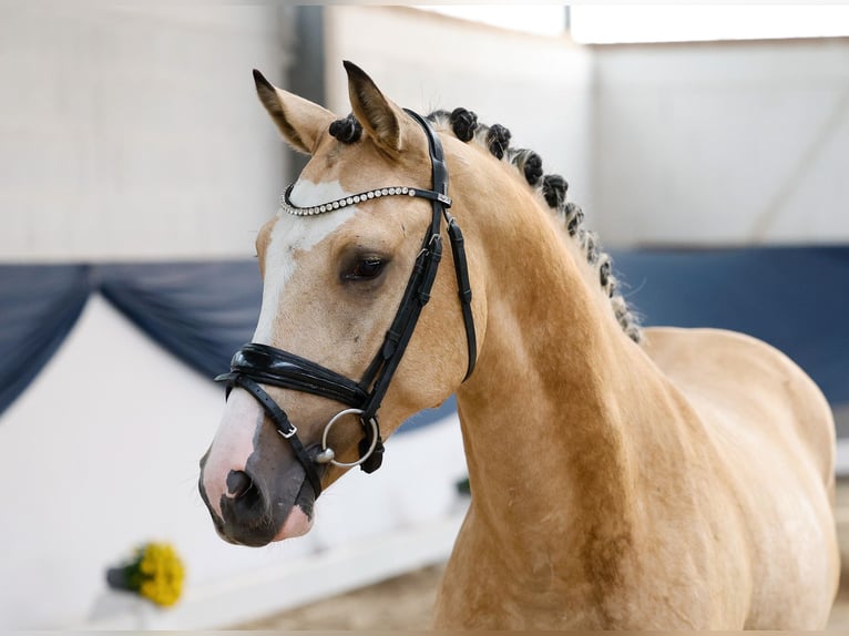 Poney de selle allemand Étalon 2 Ans 148 cm Isabelle in Marsberg