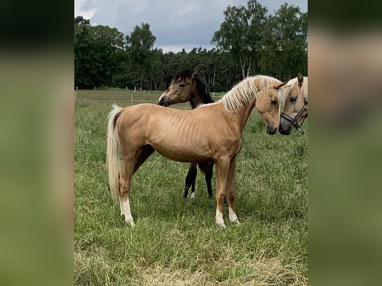 Poney de selle allemand Étalon 2 Ans 148 cm Palomino in Suhlendorf
