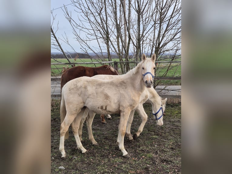 Poney de selle allemand Étalon 2 Ans 148 cm Palomino in Vienenburg