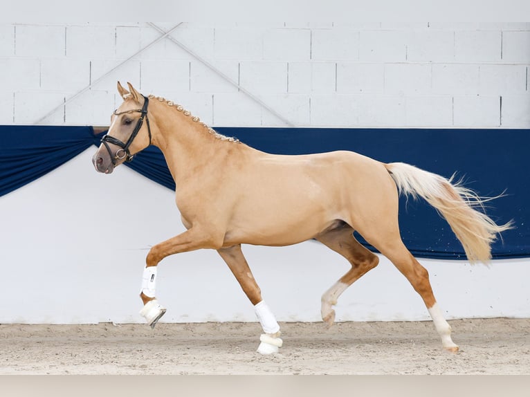 Poney de selle allemand Étalon 2 Ans 148 cm Palomino in Marsberg
