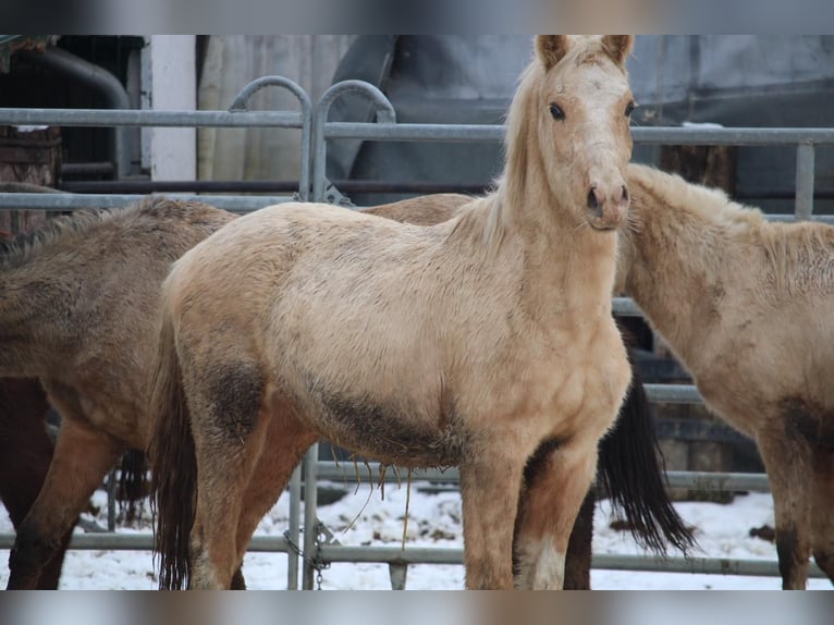 Poney de selle allemand Étalon 2 Ans 148 cm Palomino in Rees
