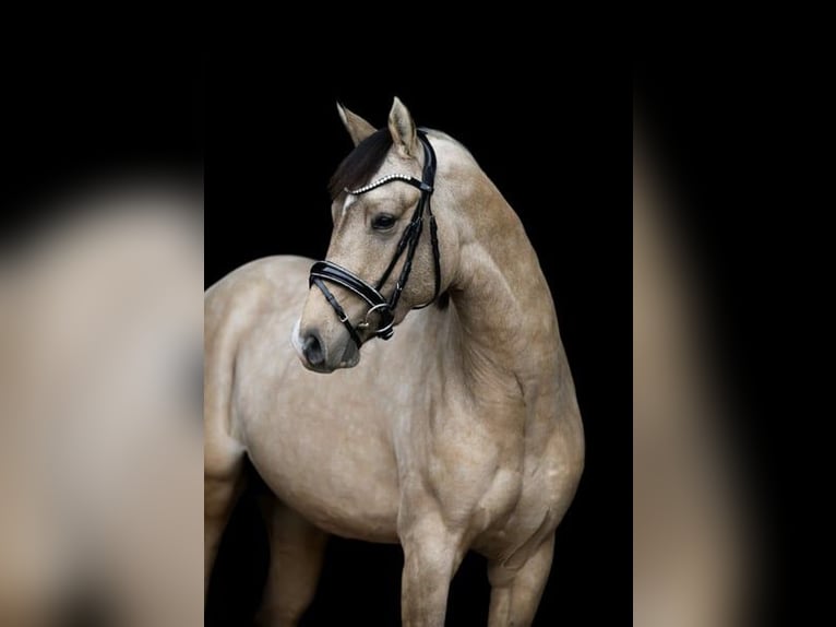 Poney de selle allemand Étalon 2 Ans 149 cm in P&#xF6;lzig