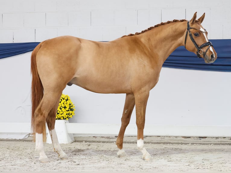Poney de selle allemand Étalon 2 Ans 149 cm Isabelle in Marsberg