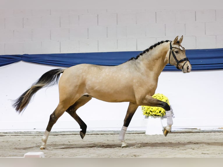 Poney de selle allemand Étalon 2 Ans 150 cm Isabelle in Marsberg