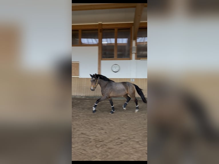 Poney de selle allemand Étalon 2 Ans 151 cm Buckskin in HemerHemer