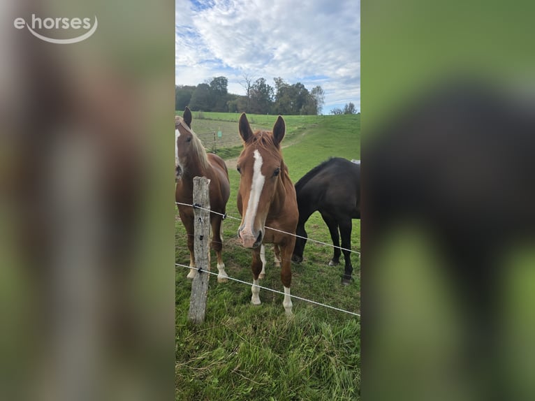 Poney de selle allemand Étalon 2 Ans 152 cm Alezan in Wermelskirchen