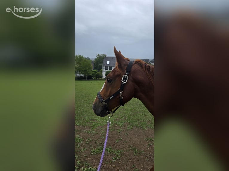Poney de selle allemand Étalon 2 Ans 152 cm Alezan in Wermelskirchen