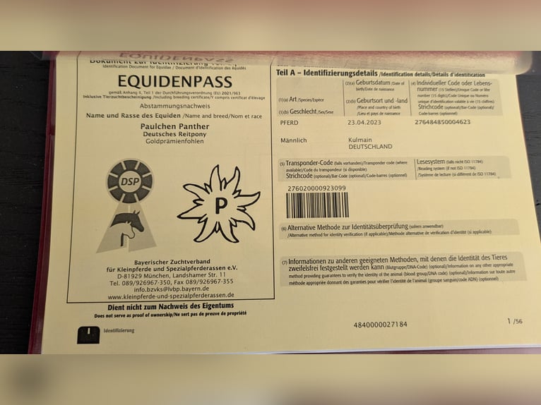 Poney de selle allemand Étalon 2 Ans 152 cm Buckskin in Kulmain