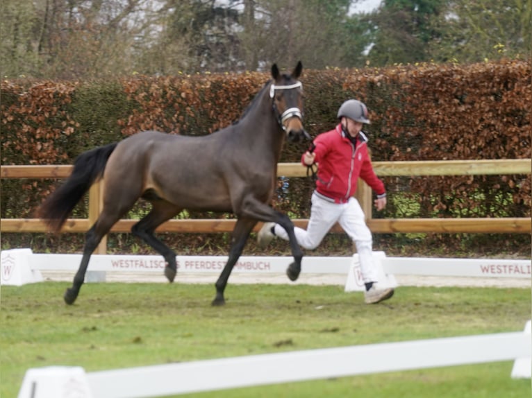 Poney de selle allemand Croisé Étalon 2 Ans 154 cm Bai in Paderborn