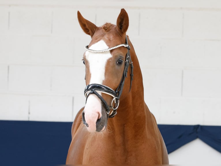 Poney de selle allemand Étalon 2 Ans 156 cm Alezan in Marsberg