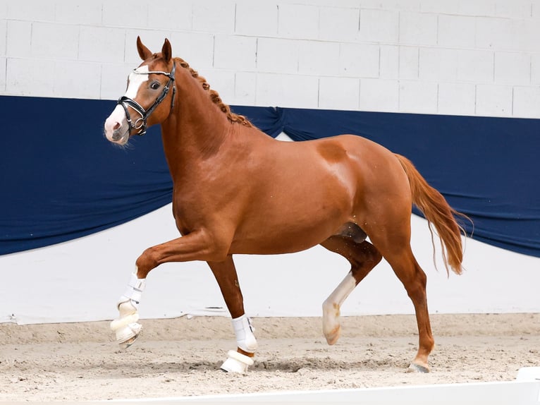Poney de selle allemand Étalon 2 Ans 156 cm Alezan in Marsberg