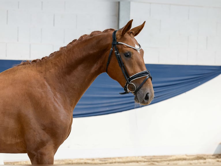 Poney de selle allemand Étalon 2 Ans 161 cm Alezan in Marsberg