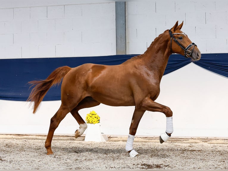 Poney de selle allemand Étalon 2 Ans 161 cm Alezan in Marsberg