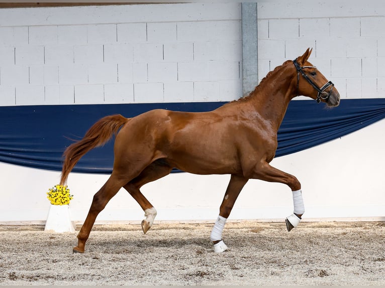 Poney de selle allemand Étalon 2 Ans 161 cm Alezan in Marsberg