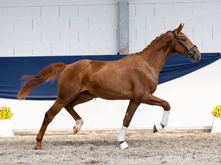 Poney de selle allemand Étalon 2 Ans 161 cm Alezan in Marsberg