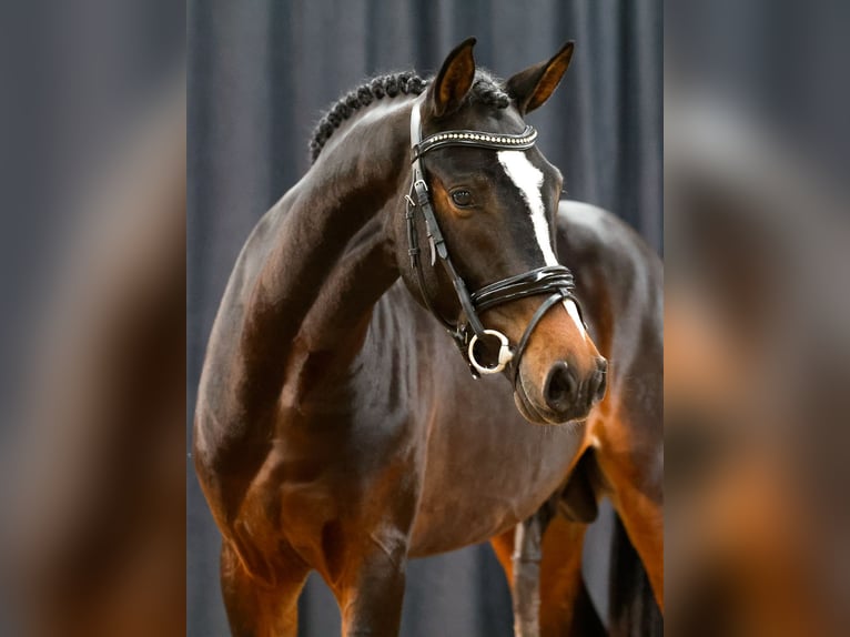 Poney de selle allemand Étalon 2 Ans Bai brun in Alpen