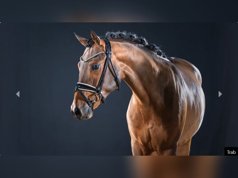 Poney de selle allemand Étalon 2 Ans Bai in Mönchengladbach